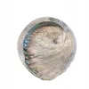 Naturalna Mydelniczka PIĘKNA Muszla Abalone 14-15 cm + Mydło szare MILO