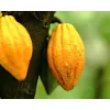 Ecuador Manabi 100% Kakao Ceremonialne Wysoka jakość // 100% CACAO COCOA //