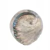 Naturalna Podstawka Pod Kadzidło, na biżuterię PIĘKNA Muszla Abalone 14-15