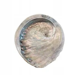 Naturalna Podstawka Pod Kadzidło, na biżuterię PIĘKNA Muszla Abalone 14-15